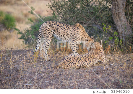 チーター チーター 53946010