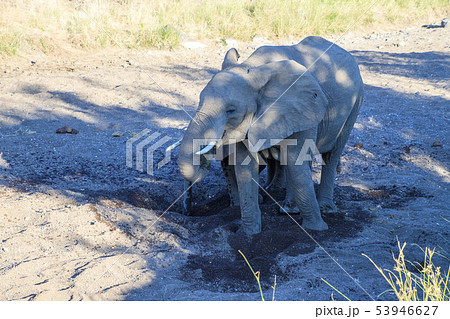 アフリカゾウ アフリカゾウ 53946627
