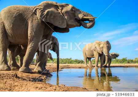 アフリカゾウ 53946633