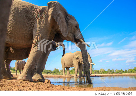 アフリカゾウ アフリカゾウ 53946634
