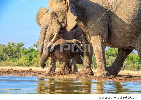 アフリカゾウ アフリカゾウ 53946637