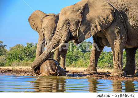 アフリカゾウ 53946645
