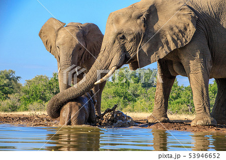アフリカゾウ アフリカゾウ 53946652