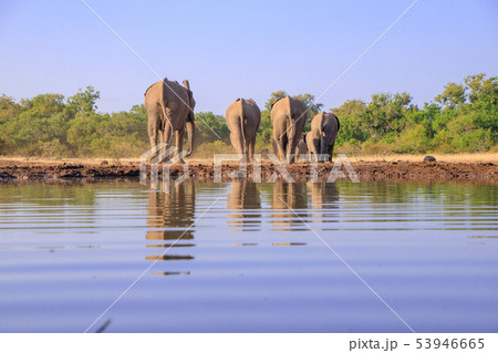 アフリカゾウ アフリカゾウ 53946665