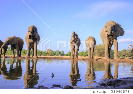 アフリカゾウ 53946673