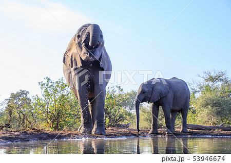 アフリカゾウ アフリカゾウ 53946674