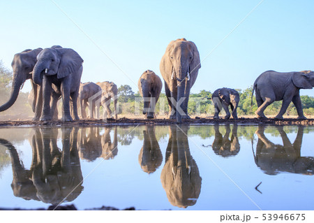 アフリカゾウ 53946675