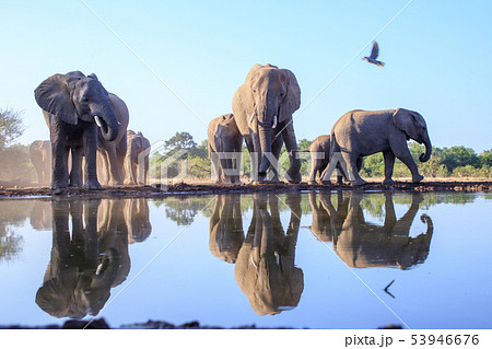 アフリカゾウ 53946676