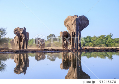 アフリカゾウ 53946678