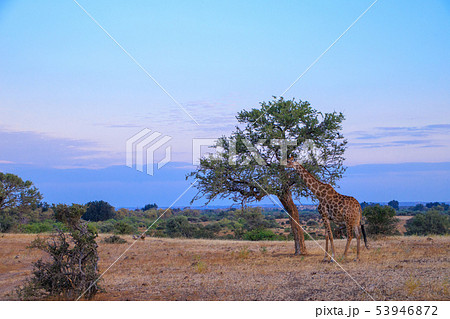 アフリカの風景 アフリカの風景 53946872
