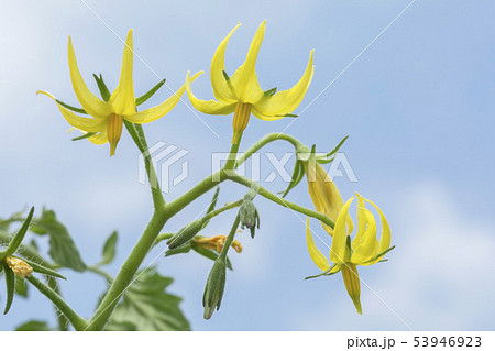 ミニトマトのプランター栽培 53946923