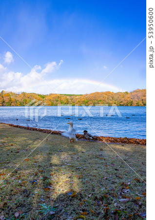 湖と虹と鳥13 湖と虹と鳥13 53950600
