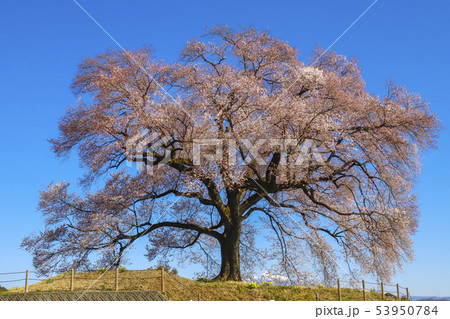 【山梨県韮崎市】わに塚の桜と八ヶ岳 53950784
