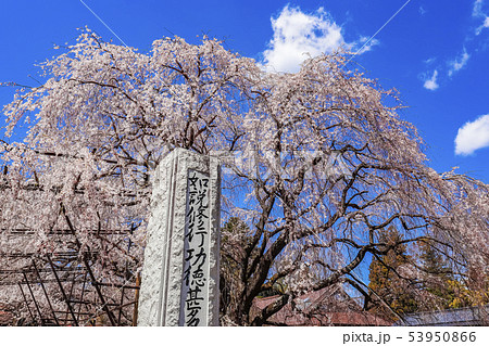 山梨県 実相寺 身延山久遠寺由来のしだれ桜の写真素材