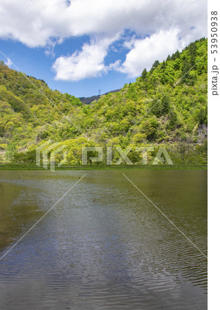 菅沼合掌造り集落　春　田園 53950938