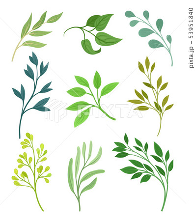 Set of leaves on the stems. Vector illustration on white background. 53951840