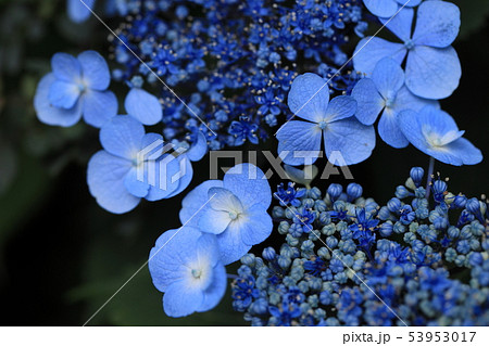 青いガクアジサイたちの呟き 青いガクアジサイたちの呟き 53953017