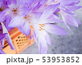 クロッカス 53953852