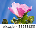 芙蓉の花と夏空 53953855