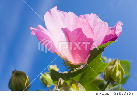 芙蓉の花と夏空 53953855