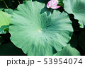 ハスの葉と水滴 53954074