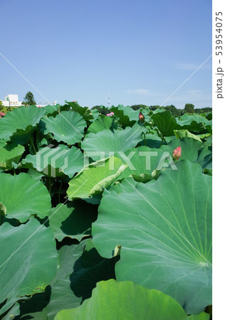上野公園の蓮の葉 53954075