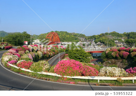音戸の瀬戸公園のツツジ 53955322