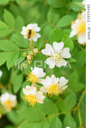 初夏に咲くイノバラ 53955480