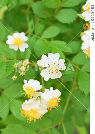 初夏に咲くイノバラ 53955483
