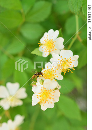 初夏に咲くイノバラ 53955492