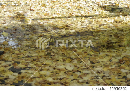 落ち葉 落ち葉 53956262