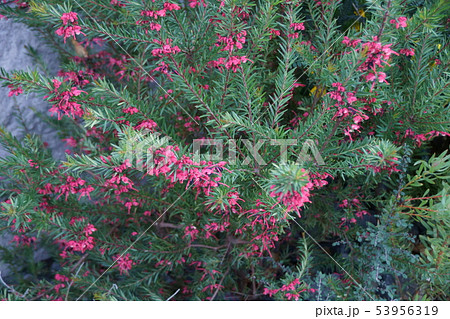 グレヴィレア　ピグミーダンサー　花言葉は「あなたを待っています」 53956319