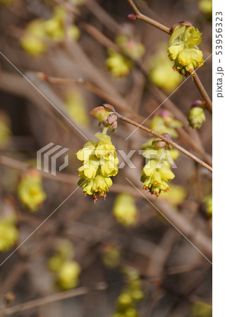 土佐水木　トサミズキ　花言葉は「優雅」 53956323