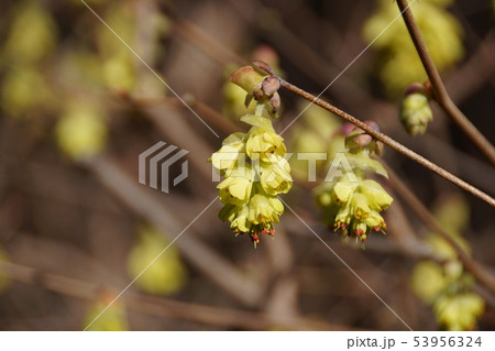 土佐水木 トサミズキ 花言葉は 優雅 の写真素材