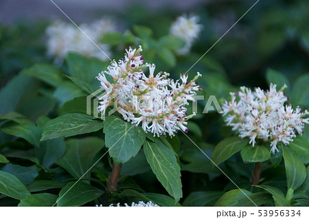富貴草 フッキソウ　花言葉は「良き門出」 53956334