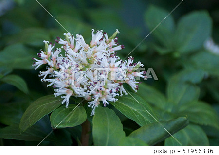 富貴草 フッキソウ 花言葉は「良き門出」 富貴草 フッキソウ 花言葉は「良き門出」 53956336