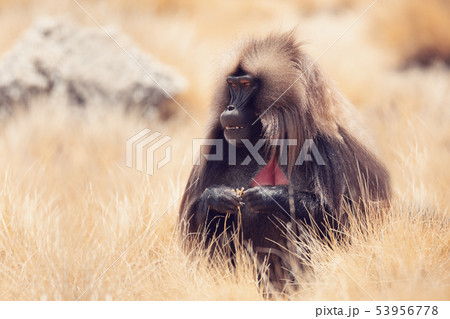 endemic Gelada in Simien mountain, Etiopia 53956778