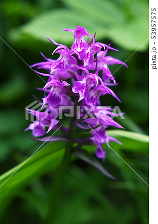 ハクサンチドリ 早池峰山 ハクサンチドリ 早池峰山 53957575