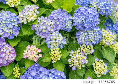 雨の日の紫陽花 雨の日の紫陽花 53958765