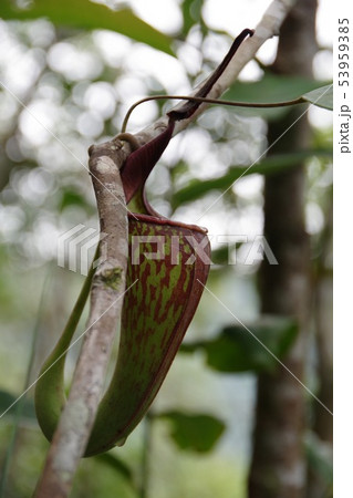 食虫植物ウツボカズラ 食虫植物ウツボカズラ 53959385