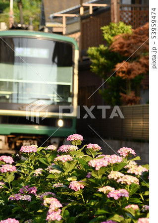 江ノ電沿線の紫陽花 江ノ電沿線の紫陽花 53959474