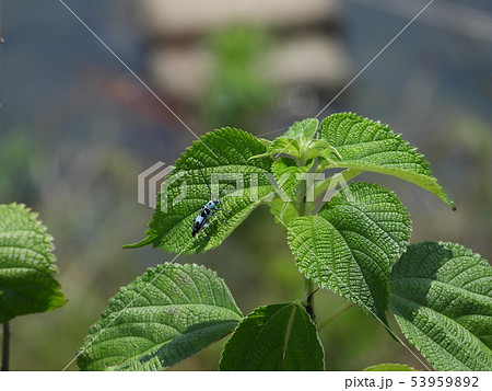 カラムシの葉にラミーカミキリ 53959892