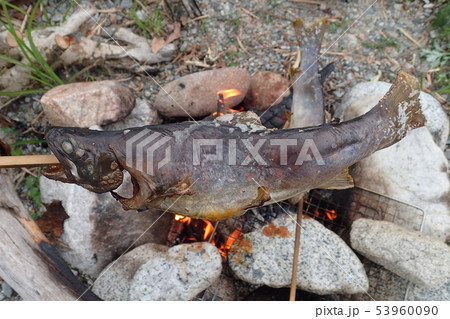 岩魚の塩焼き 53960090