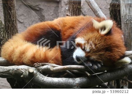 レッサーパンダ 53960212