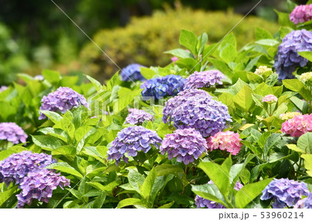 紫陽花と江の電　湘南海岸公園駅沿線 53960214