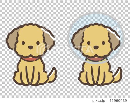 Elizabeth colored puppy 53960489