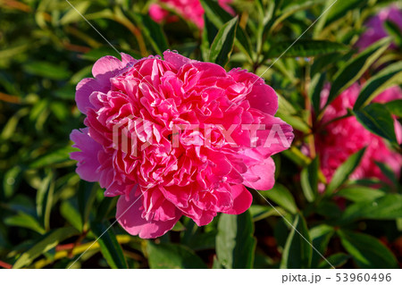 Beautiful pink peony flower Beautiful pink peony flower 53960496