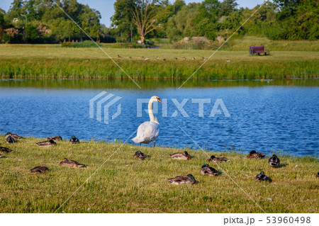 Swan in the city park 53960498