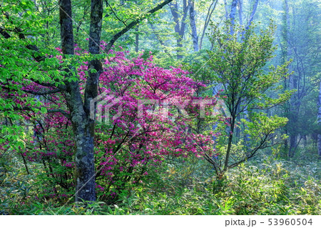 霧に包まれるミツバツツジ 53960504