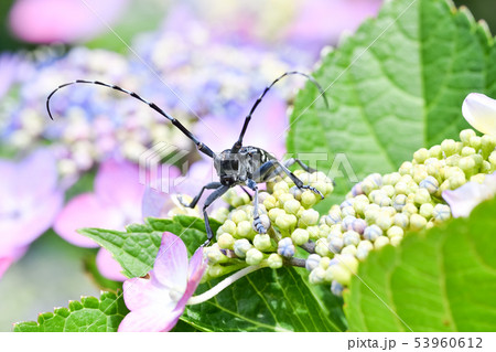 ゴマダラカミキリ ゴマダラカミキリ 53960612